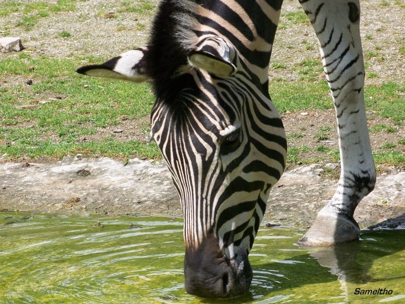 Le zebre de chapman (Equus quagga) 100_2412