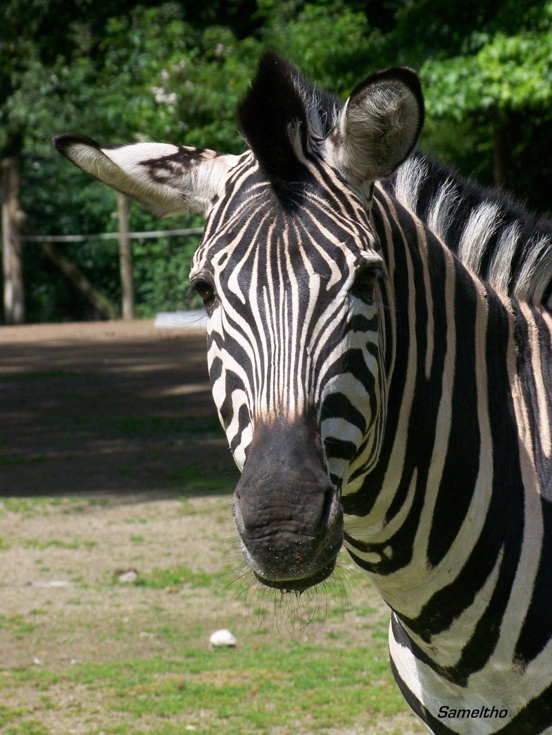 Le zebre de chapman (Equus quagga) 100_2413