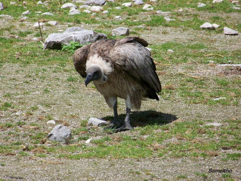Le vautour  dos blanc (Pseudogyps africanus) 100_2417