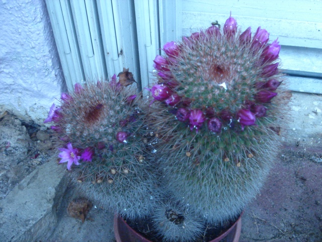 quelques fleurs de mes cactus Dsc02612