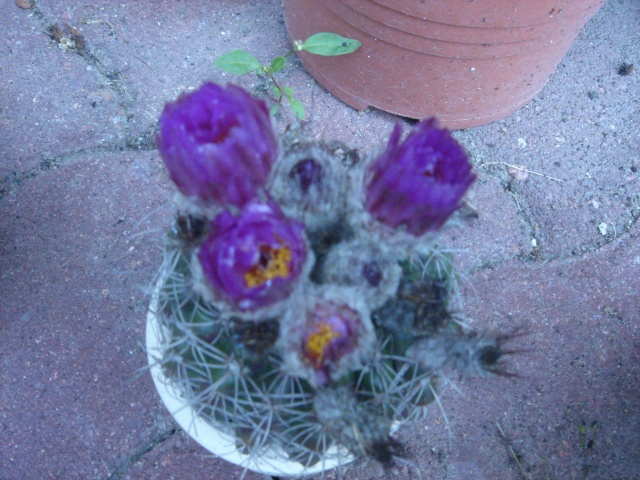 quelques fleurs de mes cactus Dsc02615
