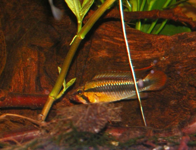 Apisto Wilhelmi Wilhel10