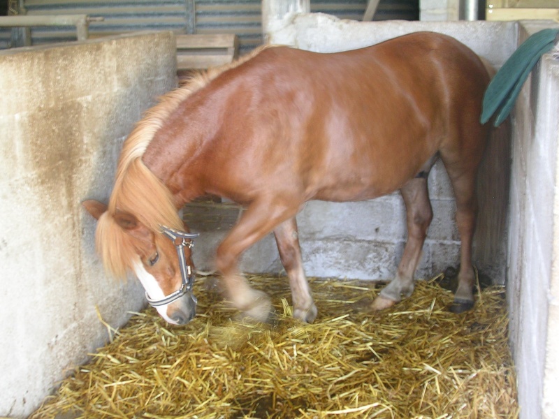 Chevaux et poneys.  Lipton10