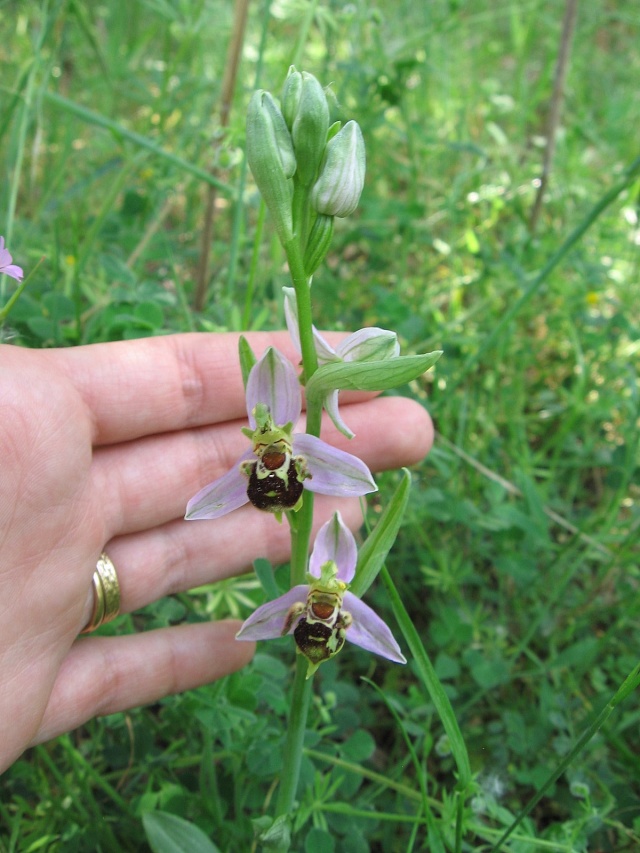 Ophrys araneola Img_0010