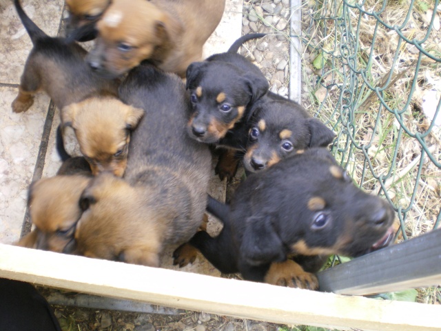 pleins de chiots en urgence Imgp0211