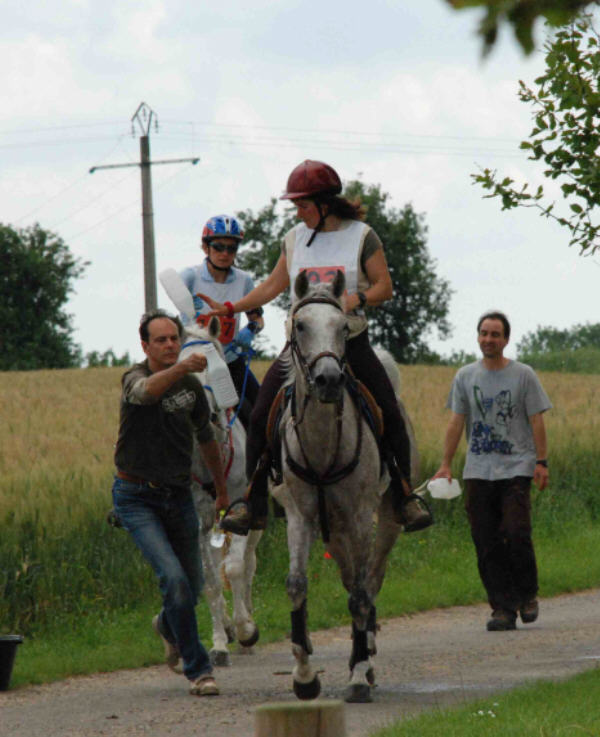 SULLEIMANN - ps arabe pur Crabbet - IRE ** - en Normandie Donnem12