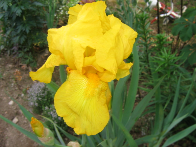Deux iris de jardin Img_4210