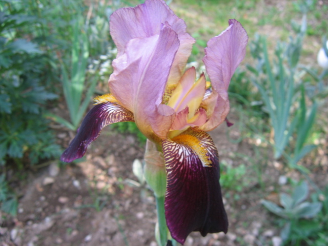 Deux iris de jardin Img_4211
