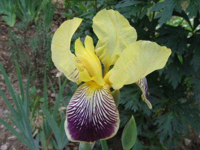Deux iris de jardin Img_4212