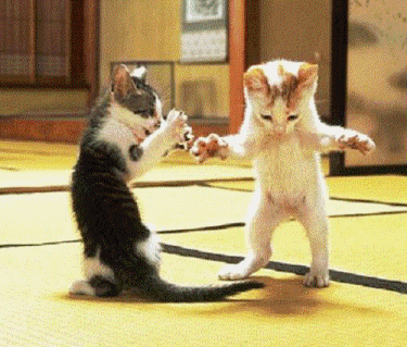 IMAGES DROLES SEULEMENT... HIHIHIHI.... Chat_d11