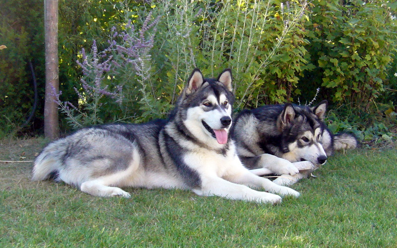 notchka ma malamute P1060210