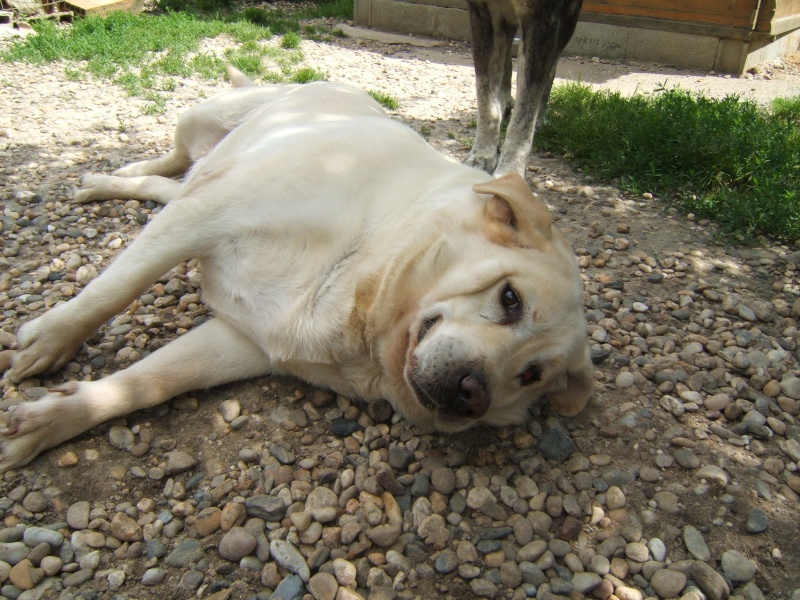Patto, Labrador Sable de 6 ans (Tabanac-33) Photo_17