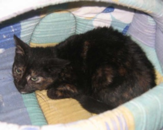 camille +capucino deux chats de 4 mois dont un aux yeux bleu Photo212