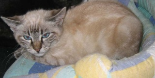 camille +capucino deux chats de 4 mois dont un aux yeux bleu Photo214