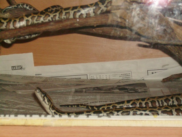Nouveaux-n Python molurus bivittatus Moluru11