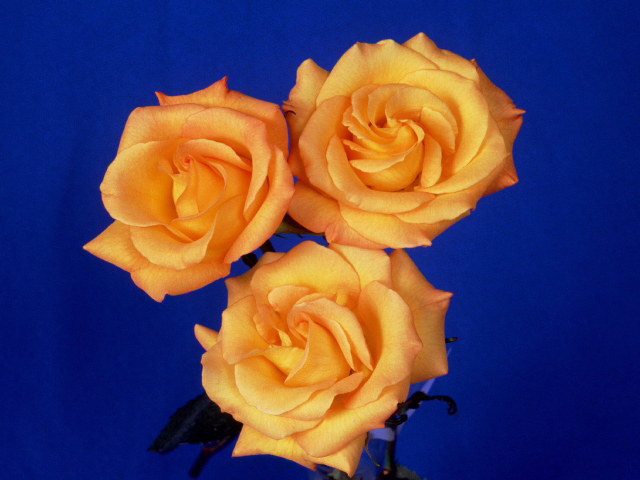 Signification des couleurs des roses Fleur010