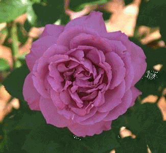 Signification des couleurs des roses Roseli10
