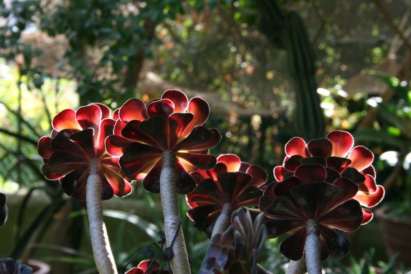 Aeonium ' Schwarzkopf ' plus noir du tout Aeoniu11