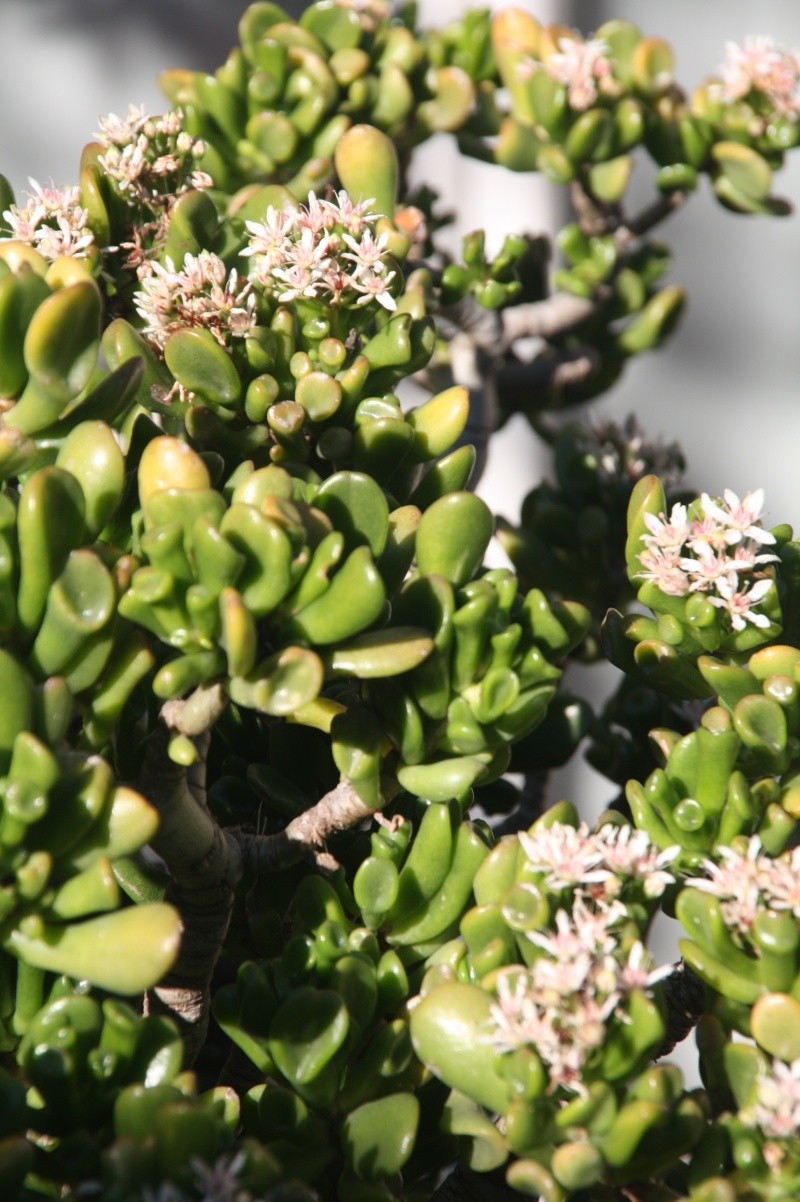 Crassula ' Gollum ' en fleurs Crassu14