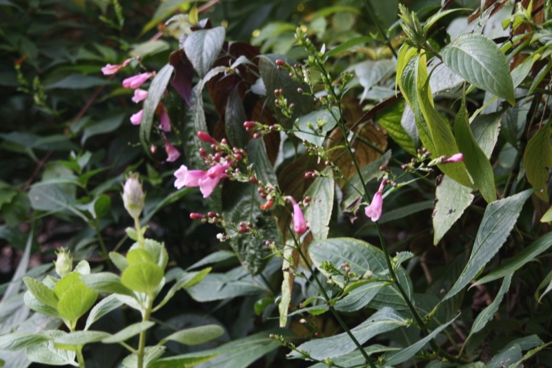 Quelques fleurs en ce mois de janvier 2013 Difflu10