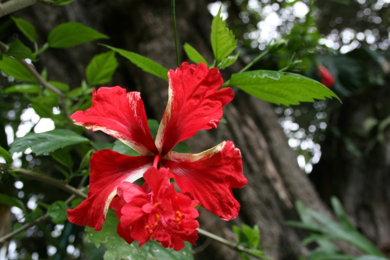 Hibiscus rosa sinensis 'El Capitolio' jaune Hibisc10