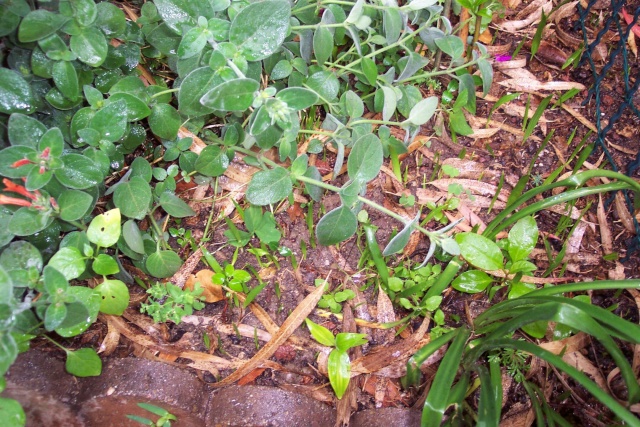 Gazon ? non, semis spontanés de Washingtonia robusta Washin10