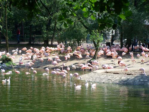 Le zoo de la palmyre à Royan Flaman10