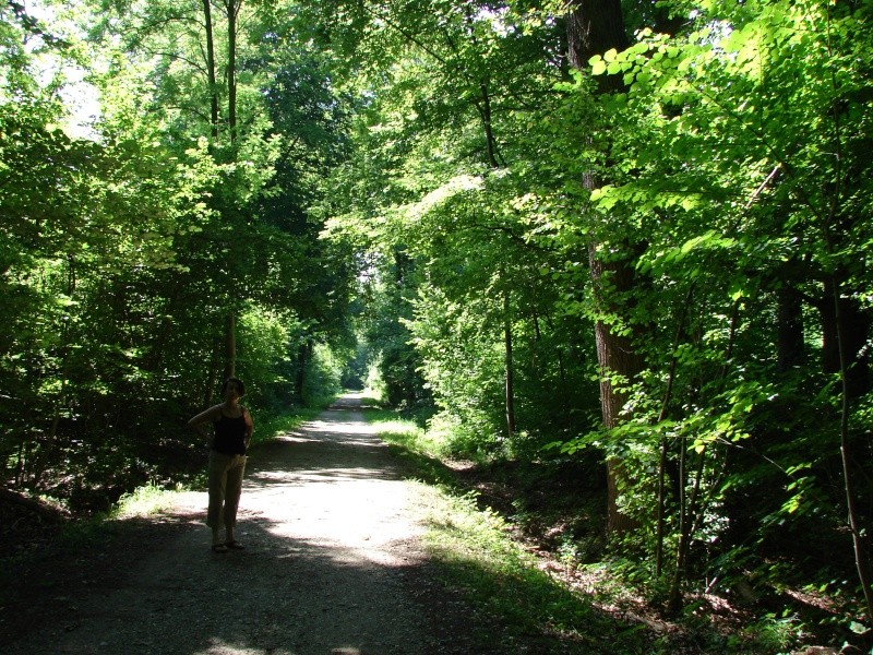 la forêt Rhénane - photos Dsc00323