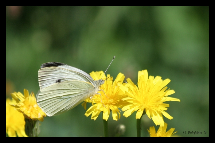 // Papillons Photo100