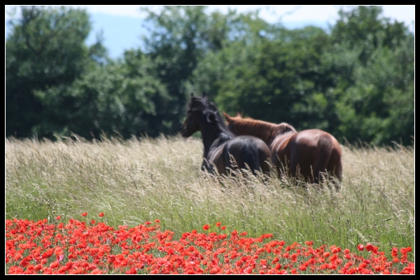 // Fandelou & Eurasy.. Dans les coquelicots =) {+3,8} Photo_24