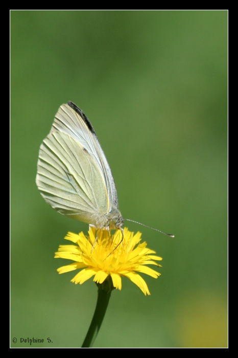 // Papillons Photo_97