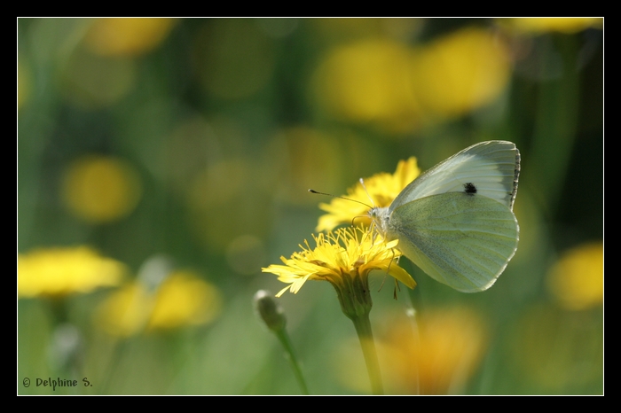 // Papillons Photo_98