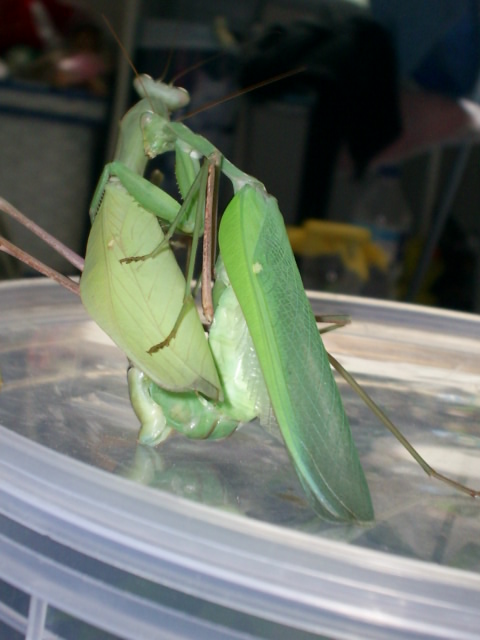 accouplement de hierodula grandis S4024812