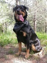 Jessie , 4 ans x rott beauceron 06 Dscn5910