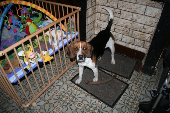 Beagle male 18 mois 51825912