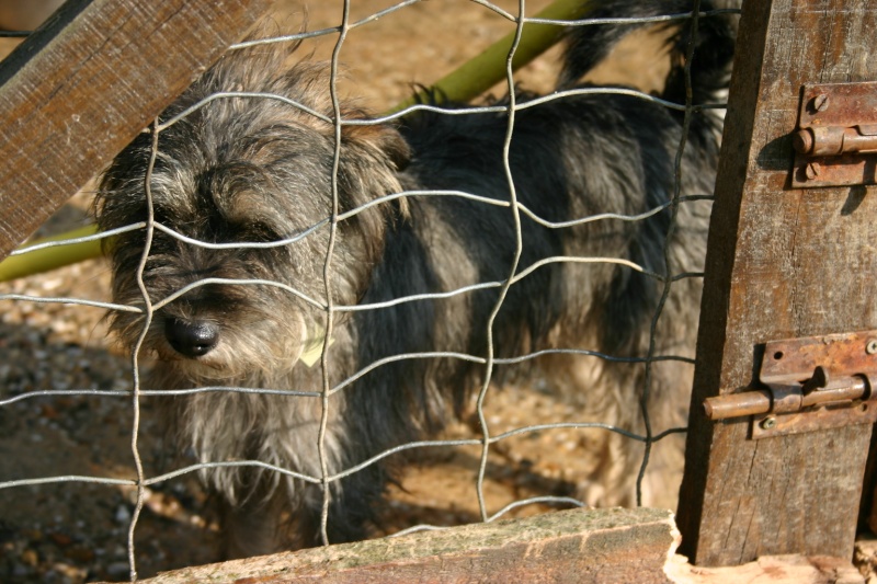 Otto, Shnauzer nain 3 ans (33) Clocha10