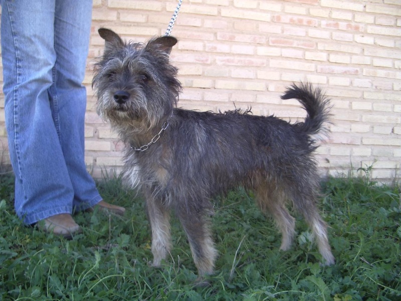 Otto, Shnauzer nain 3 ans (33) Ottoen10