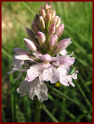 Insecte sur A.pyramidalis D_macu10