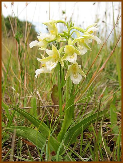 Epipactis palustris hypochrome. Epipac14