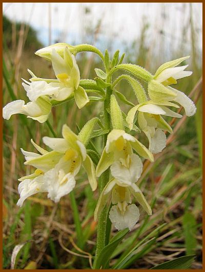 Epipactis palustris hypochrome. Epipac15