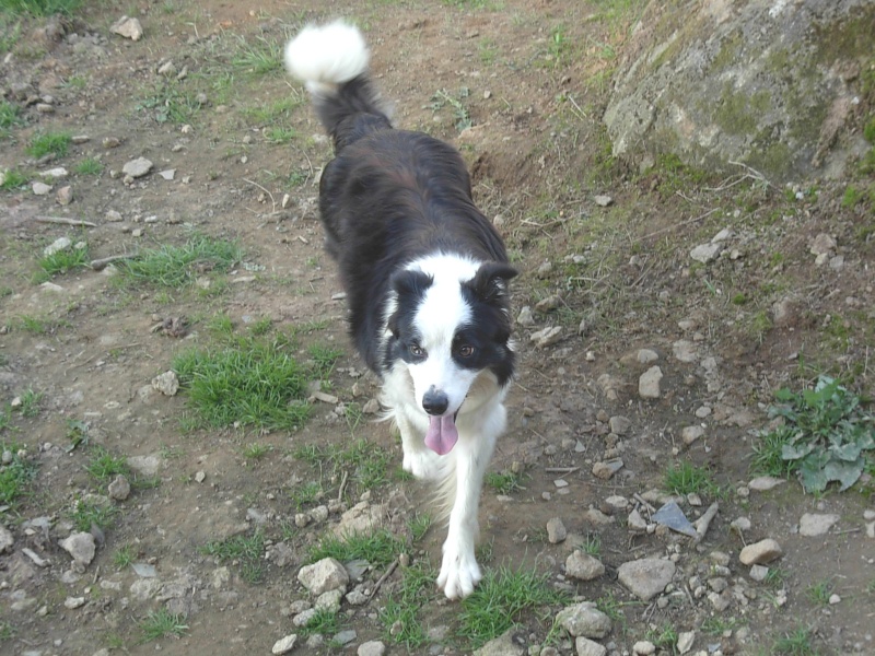 Tara, femelle Border Collie (61) Tara_610