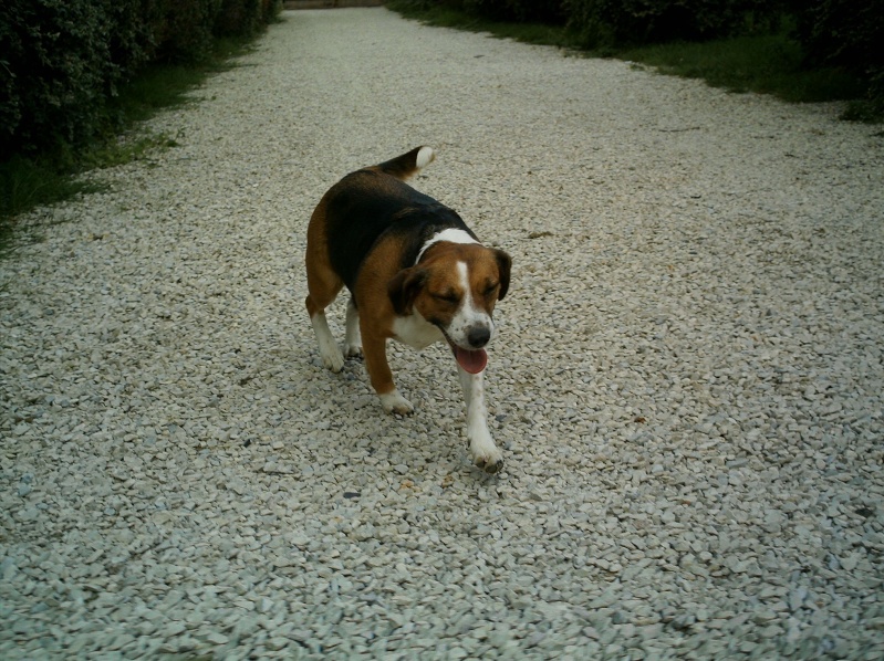 URGENT ! F x beagle 3 ans FA ou adoptants   (B) Imag0011