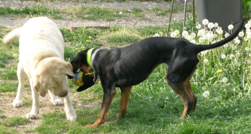 CHIEN - Antha Bruno du Jura, 2 ans et toujours pas propre Dscn3814