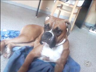 ARKOS BOXER 2 ANS male Boxer_10