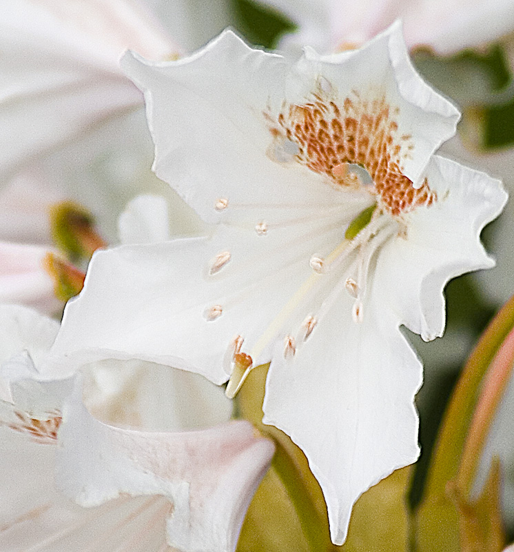 couple of flowers Rhoded10