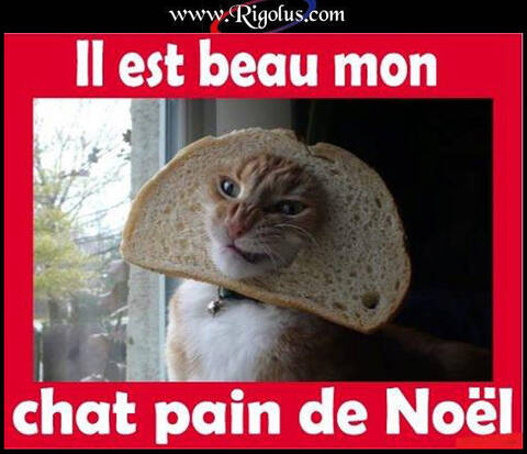 Mon Chat Pain De Noel