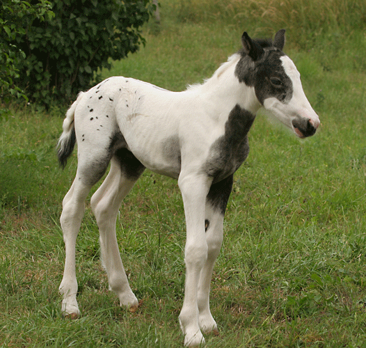 ON THE RUSH, mâle pie appaloosa Img_7520