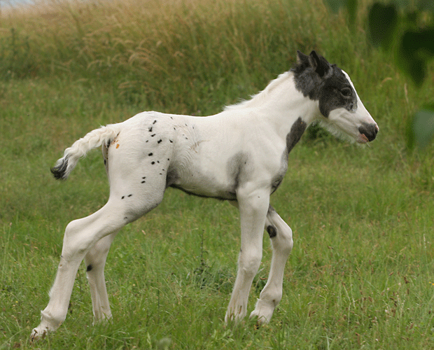 ON THE RUSH, mâle pie appaloosa Img_7612