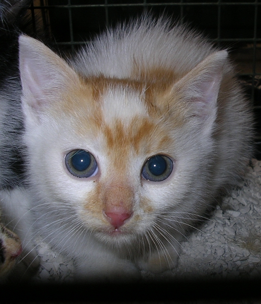 2 petits chatons à l'adoption 2007-015