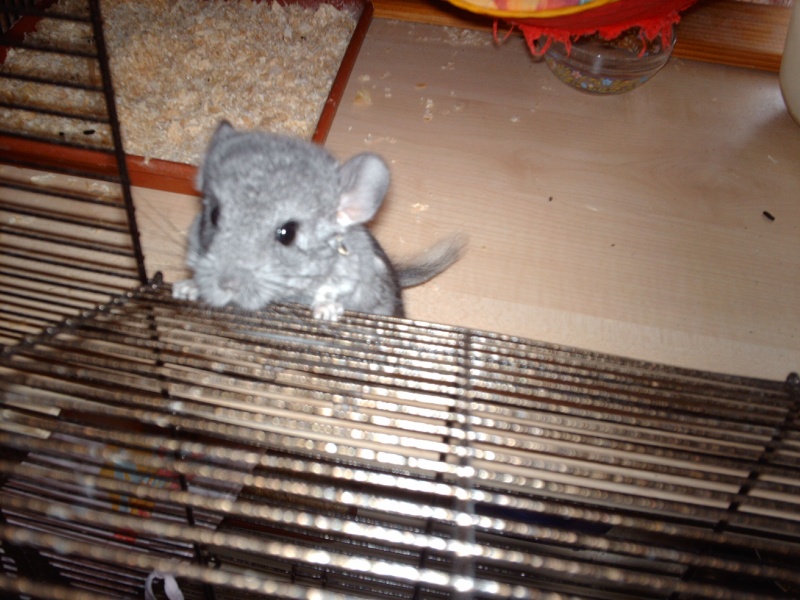 chinchillas - Page 4 Imag1811